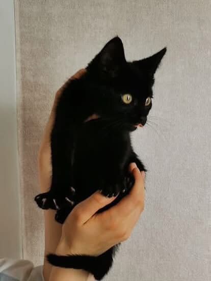 Черные котята бесплатно