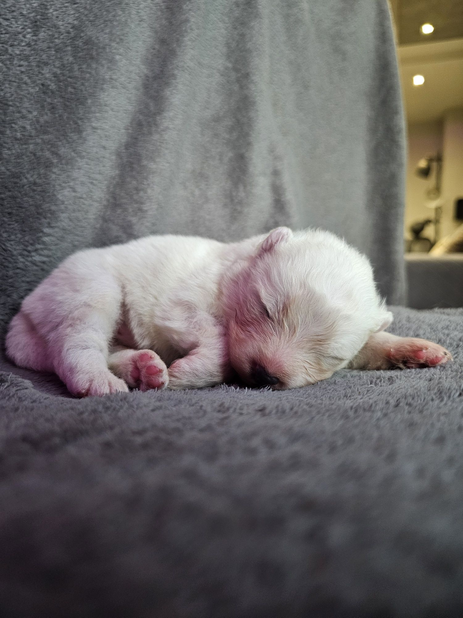 Samoyed Zkwp/ FCI - ostatni chłopak