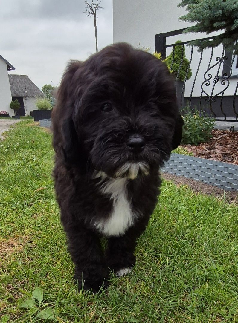 Shihpoo Samiec gotowy do odbioru