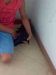 Cadelinha fofinha