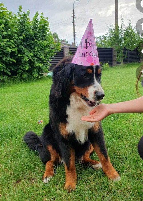 Дівчинка бернського зенненхунда шукає кавалера
