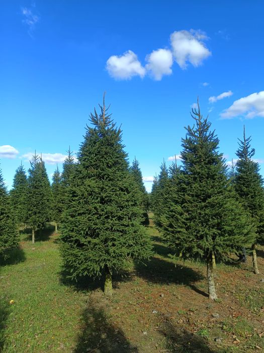 Choinki plantacja Duże wysokosci