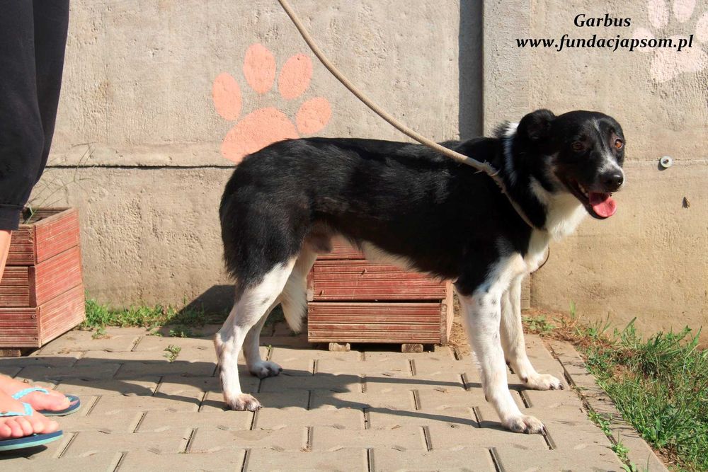 Garbus - spokojny psiak