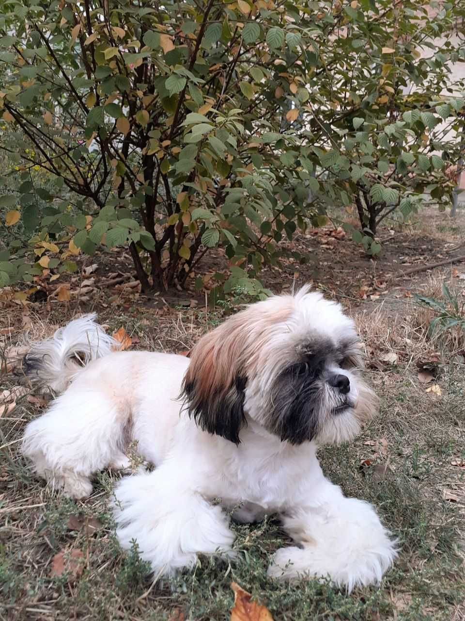 Хлопчик   ши тцу