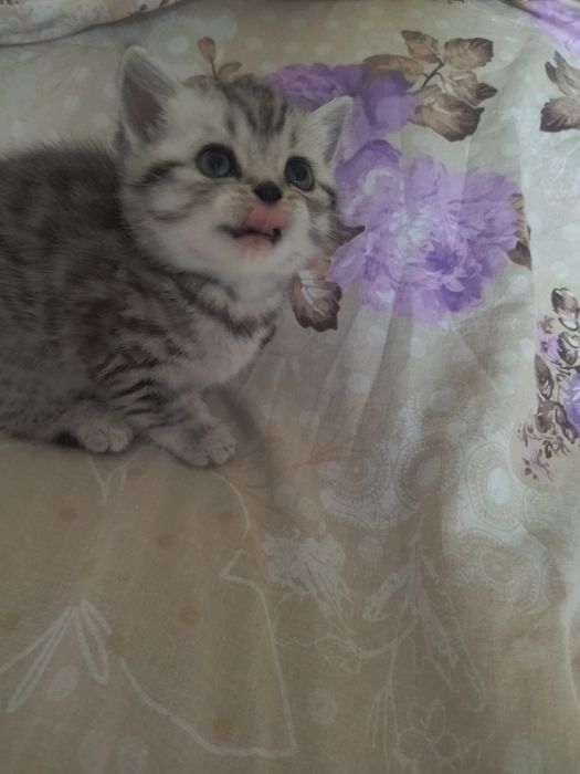 Очень красивые шотландские котята