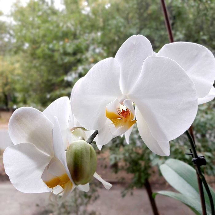 Продам білу орхідею