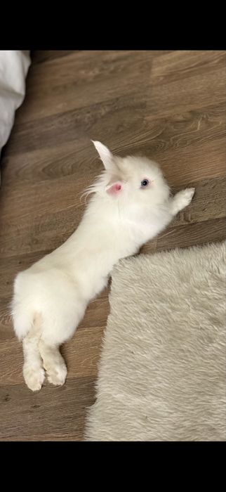 Кролик с клеткой