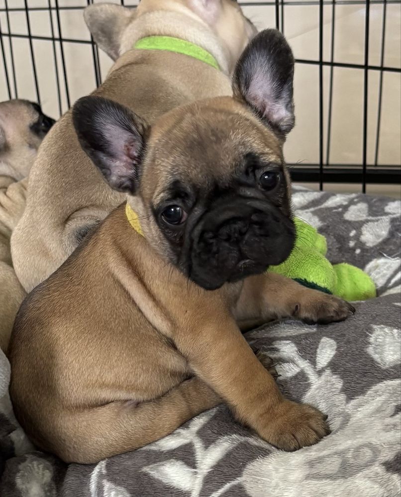 Buldog Francuski ZkwP FCI - dziewczynka ruda