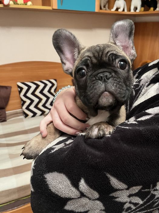 Цуценята французького бульдога!!!