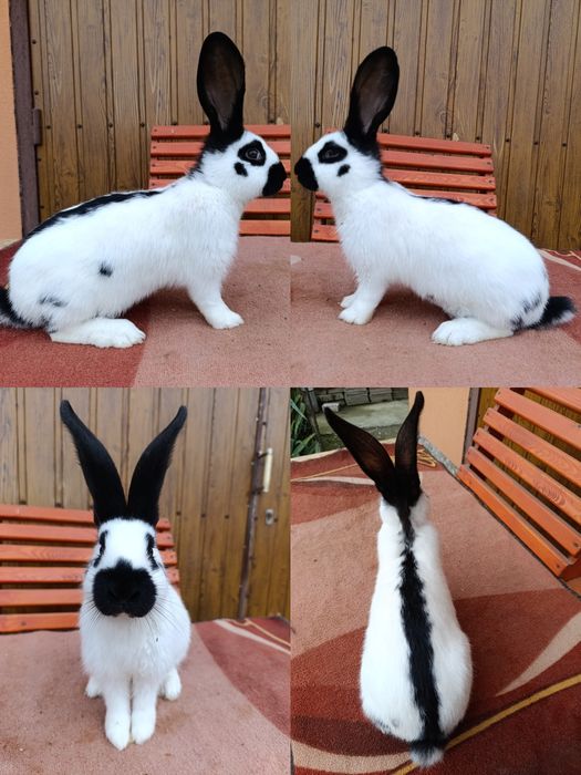 Самчики Німецького Строкача