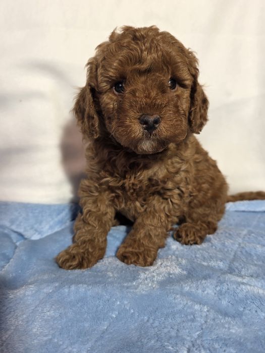 piesek pudel mini/toy