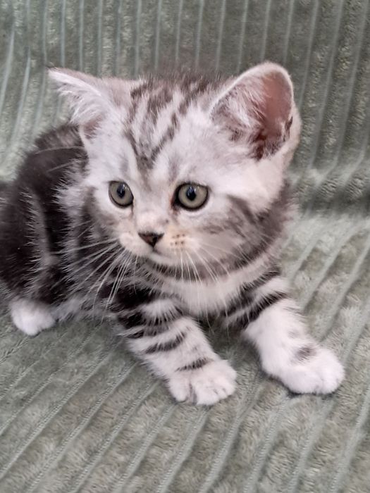 Мальчик! Великолепный плюшевый котёнок скотиш страйт редкого окраса!