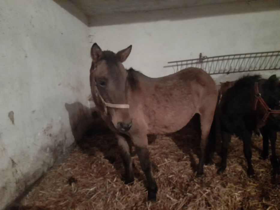 Kucyk , klacz huculska