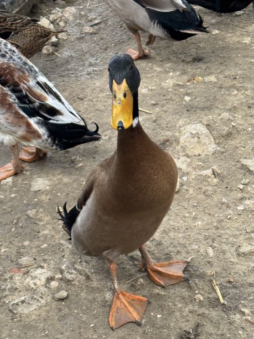 Patos corredores indianos