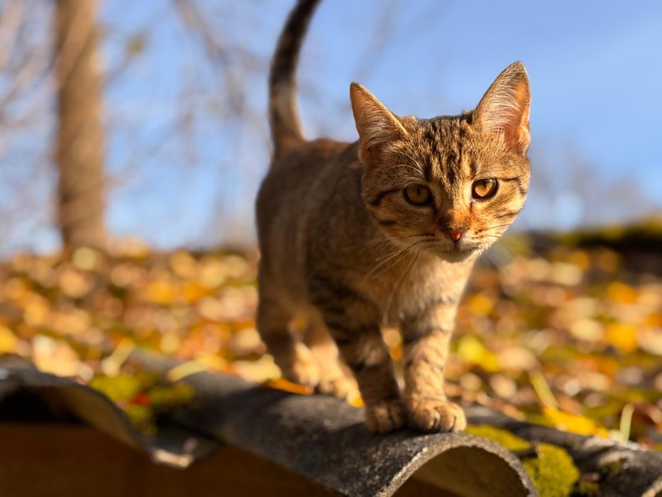 Koty bezdomniaki oddam