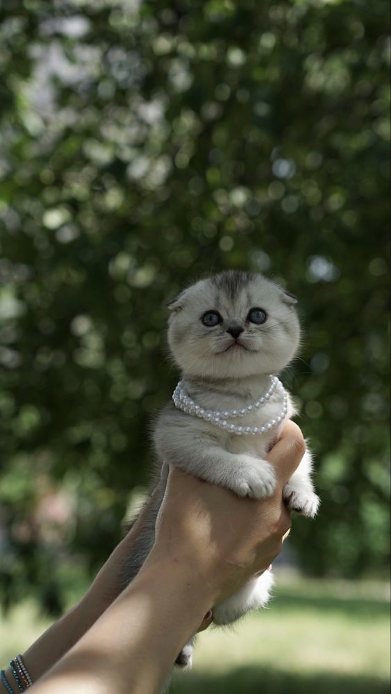 Королевские котята