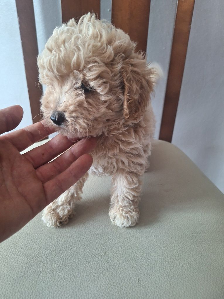 Pudel miniaturowy