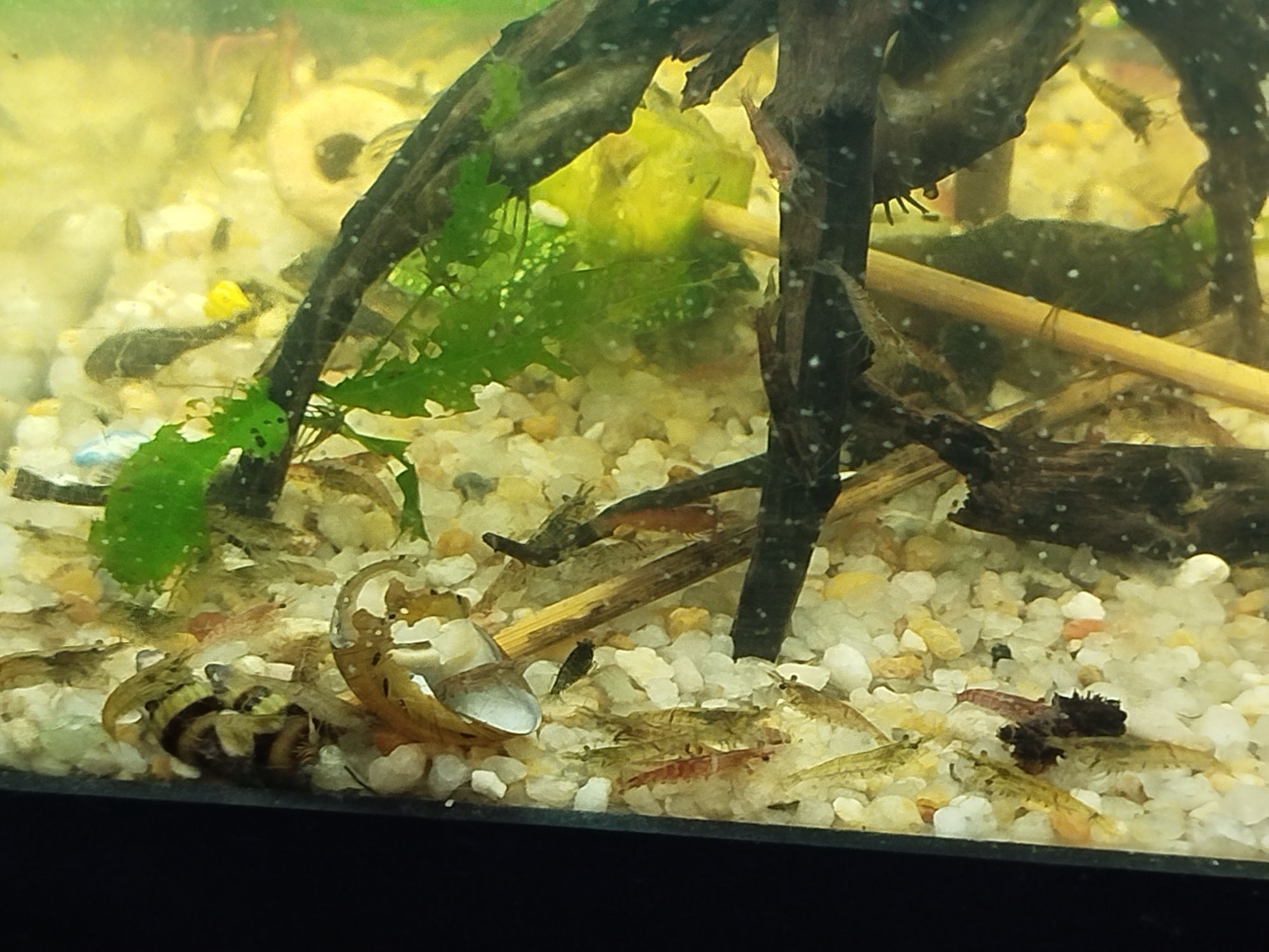 Camarão neocaridina bons para limpeza de aquário