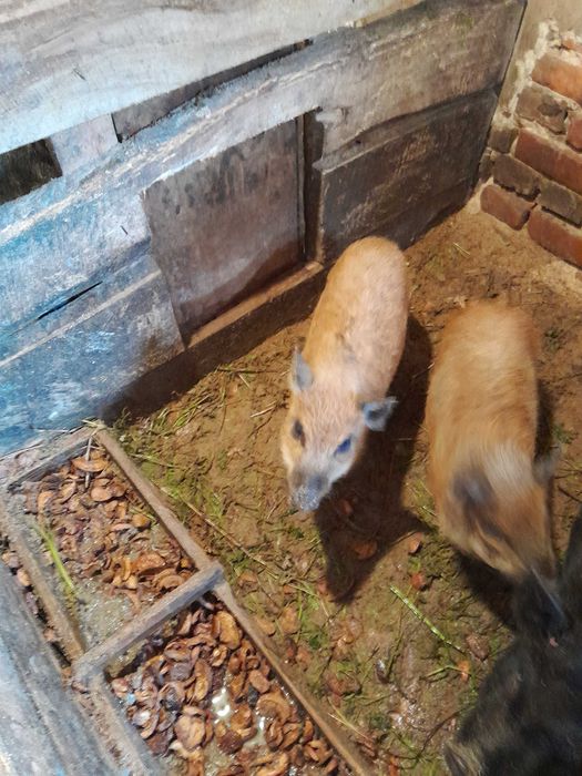 Вєтнамець мішаний