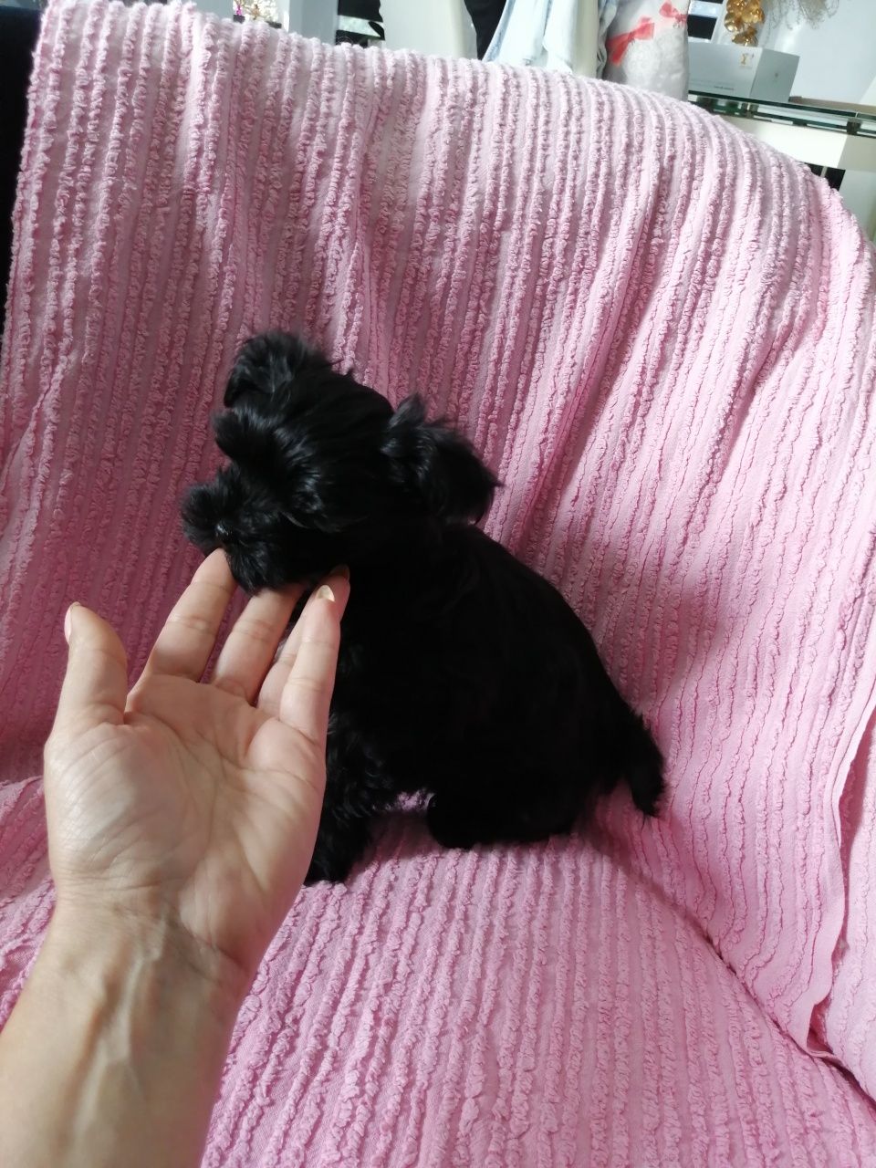 YORKSHIRE TERRIER czarny/black maleństwo