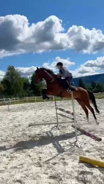 Wałach do dużego sportu-sprzedaż-zamiana