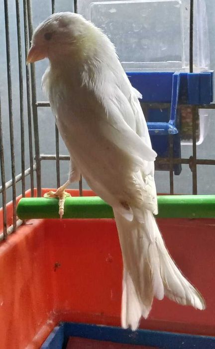 Kanarek rosyjski  biały