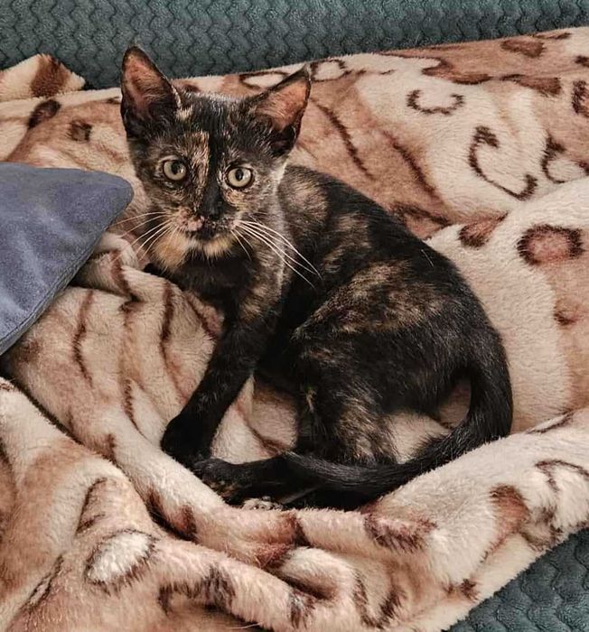 Cudowne Fauna i Flora polecają się do adopcji.