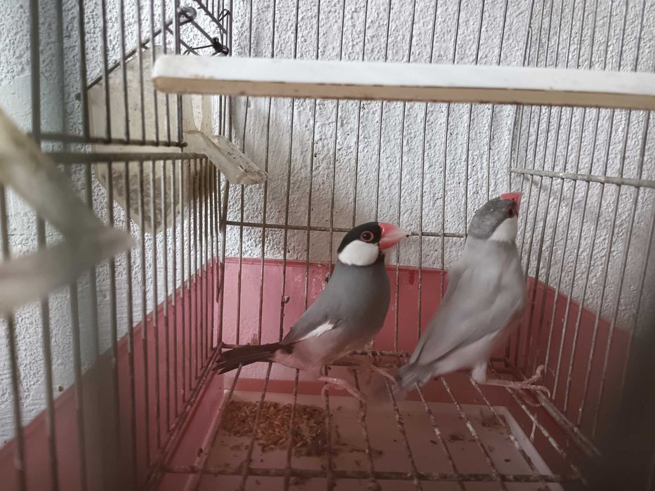 Vendo casal de pardais de java cinza