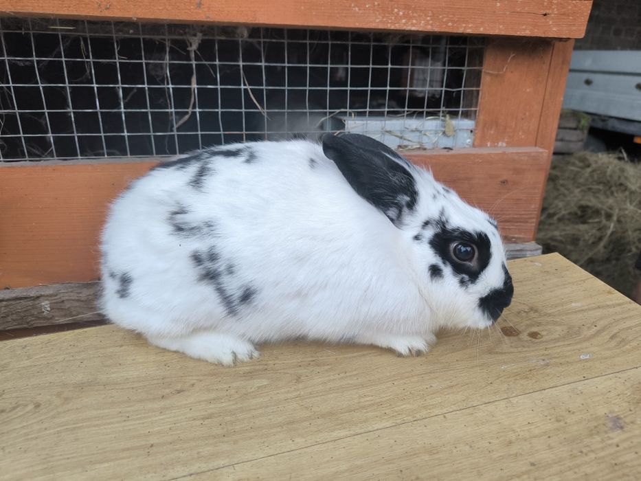 Sprzedam królik lew