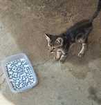Da-se Gato macho