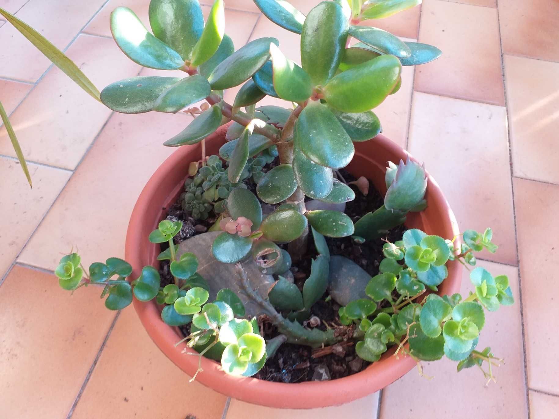 Arranjo mix suculentas