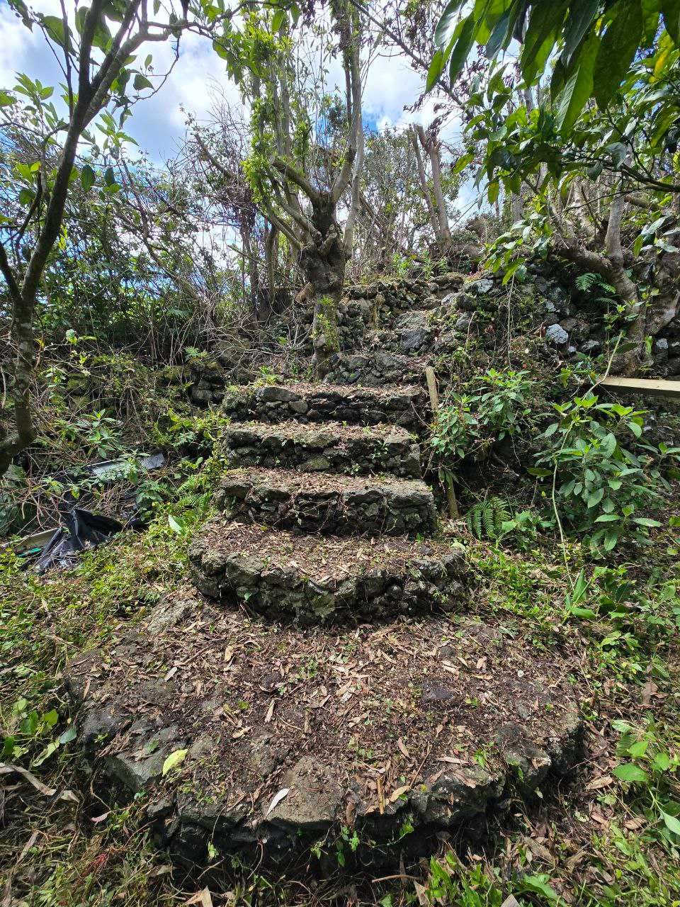 Terreno com pomar 3000m2