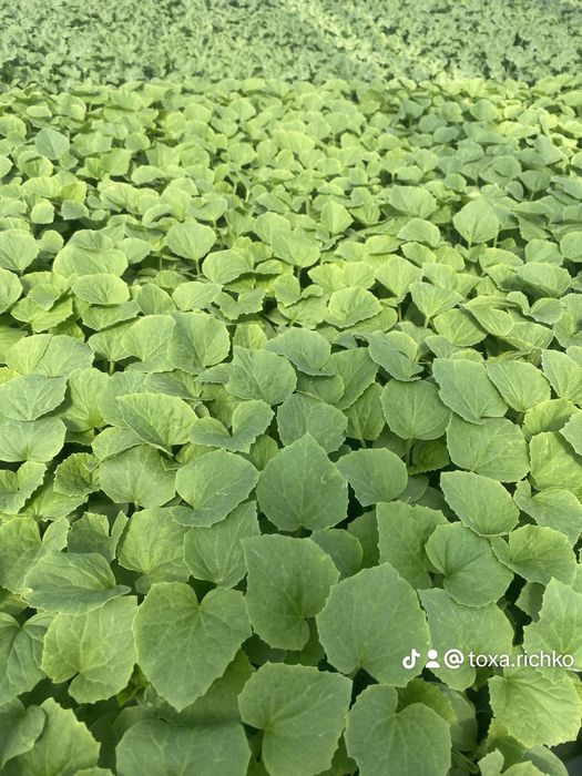 Насіння дині, семена дыни Днесровская ранняя,