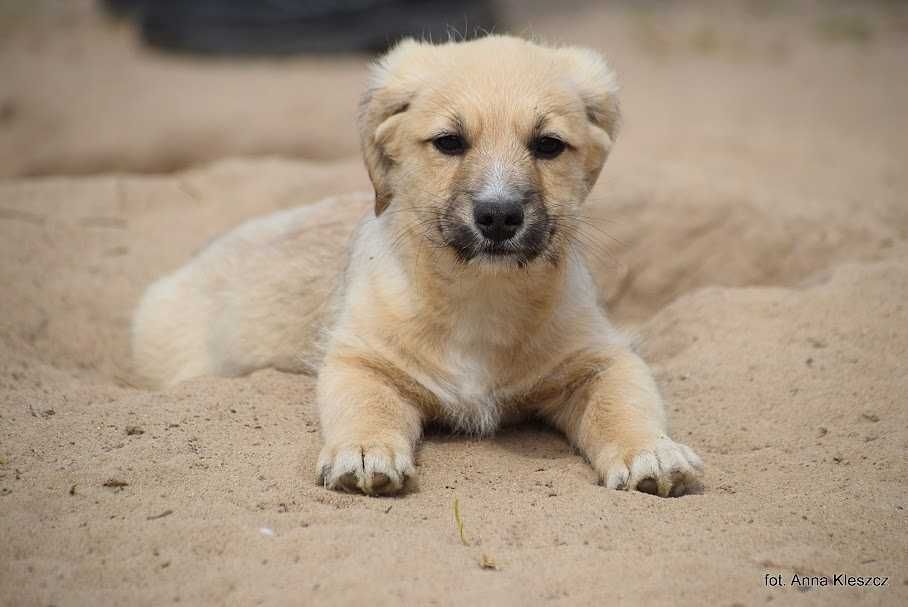 Rico , szczeniak , kundelek do adopcji z fundacji