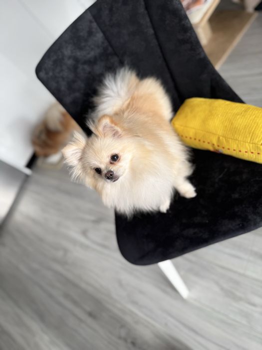 OKAZJA Pomeranian suczka xs Zkwp