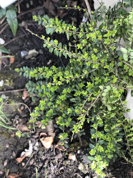 Вічно зелений кущик, жимолость шапочна та цибулини жовтого нарцизу