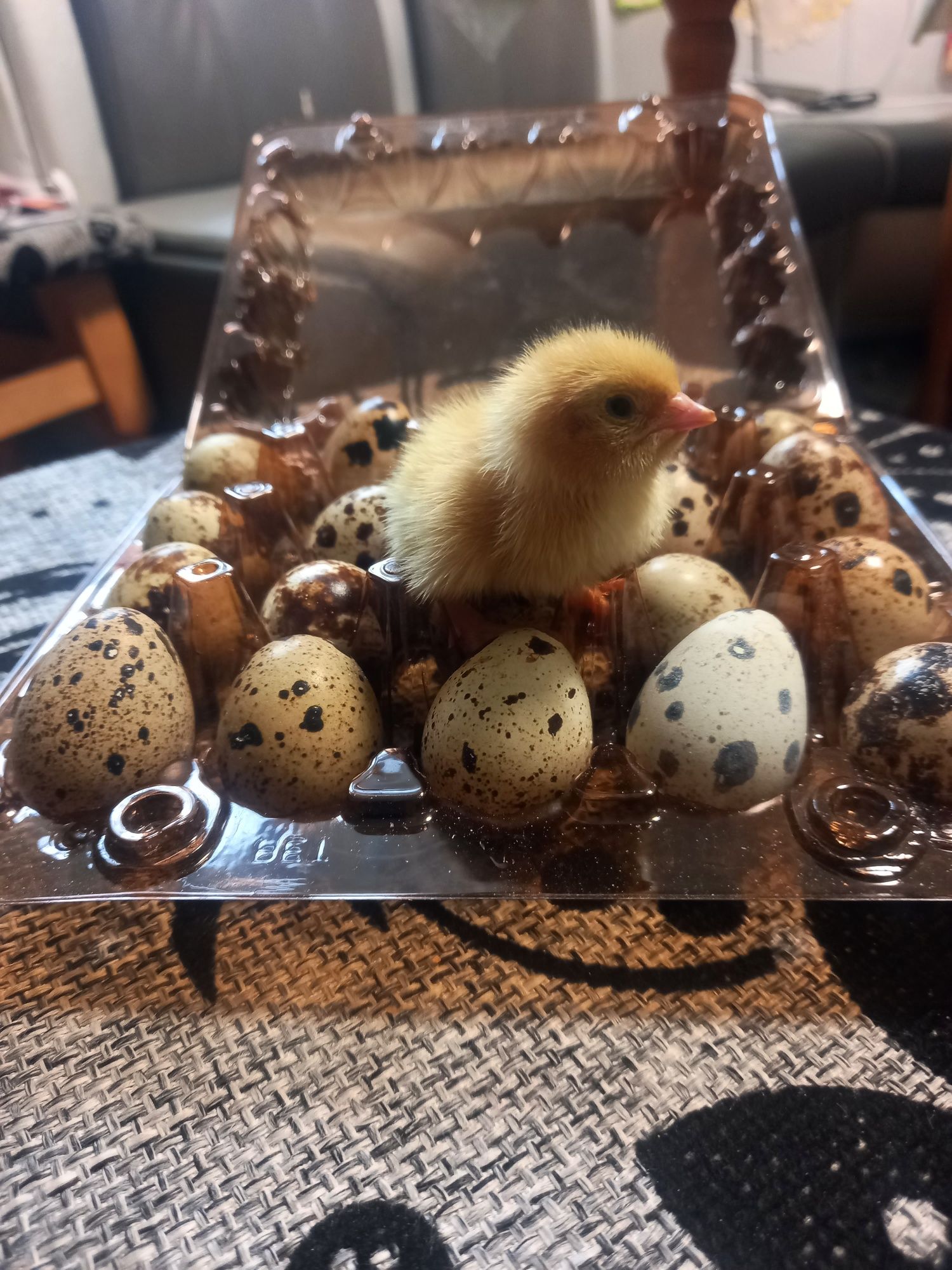 Перепілки добові