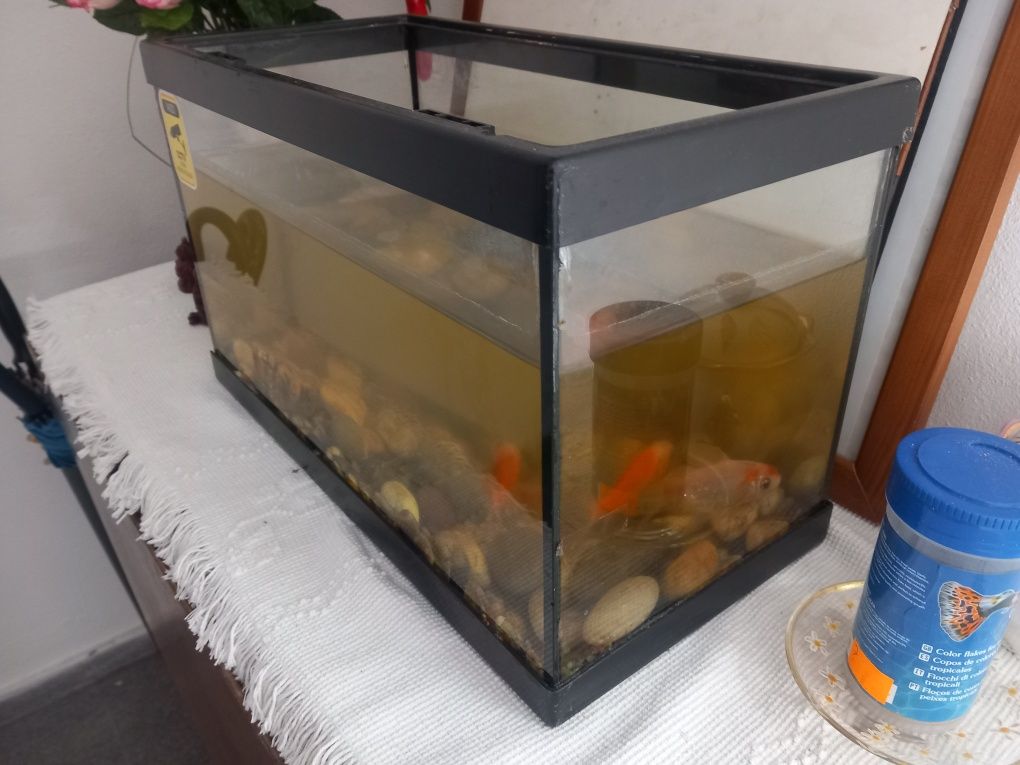 Aquário com 2 peixes