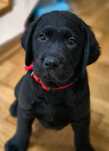 Czarny piesek labrador retriever ZKwP FCI