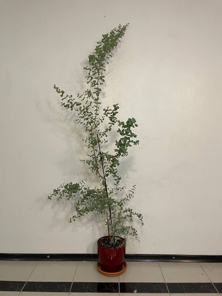 Эвкалипт припудренный Eucalyptus pulverulenta , Гунни Eucalyptus gunni