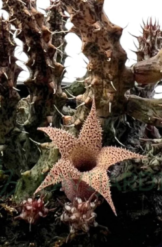 Stapelia Stapelianthus decaryi