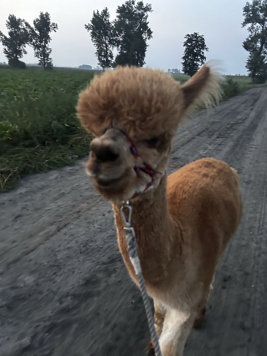 Samiec alpaki Huacaya reproduktor