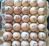 Інкубаційні яйця індичі імпорт