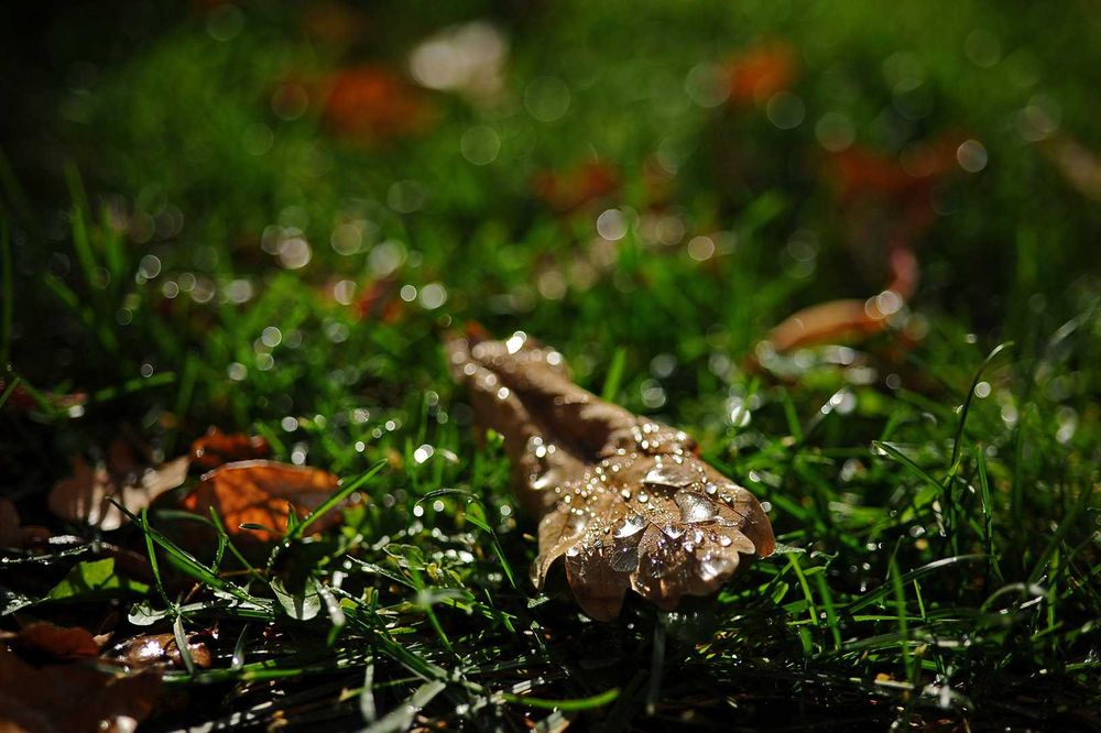 AF Micro Nikkor 60/2.8D макрооб'єктив предметна, стоматологія, природа