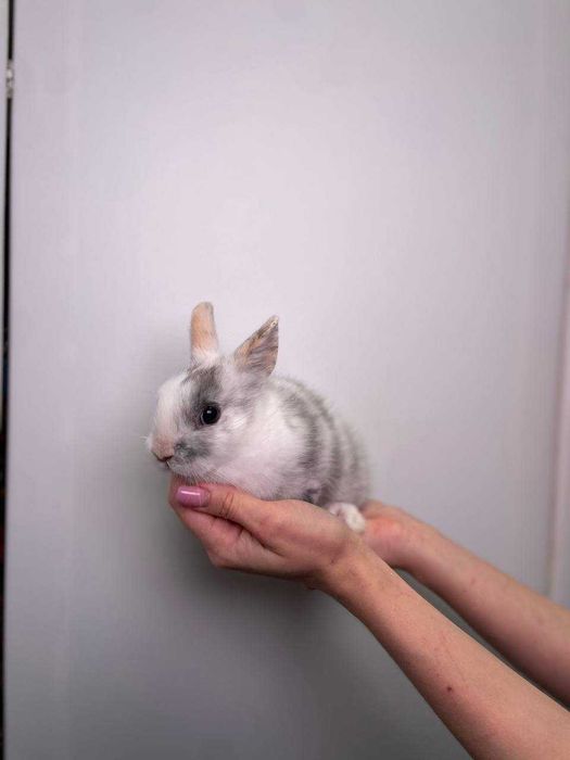 маленькі карликові кролики до свят, найкращий лагідний подарунок