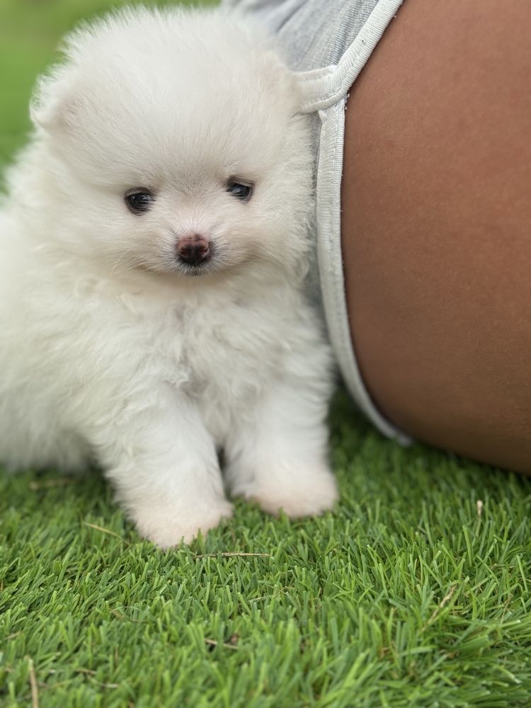 Lulu da Pomerania