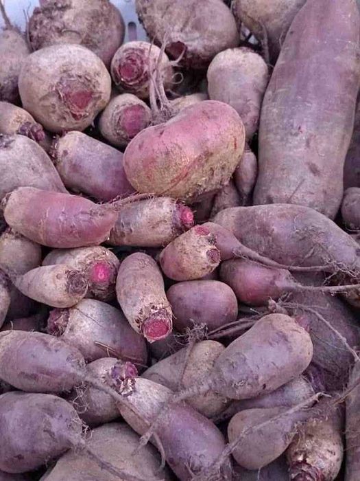 Burak ćwikłowy z dowozem