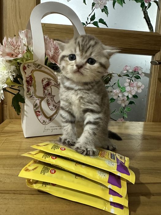 Шотландські кошенята