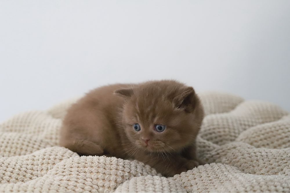 Macho British  Shorthair Chocolate