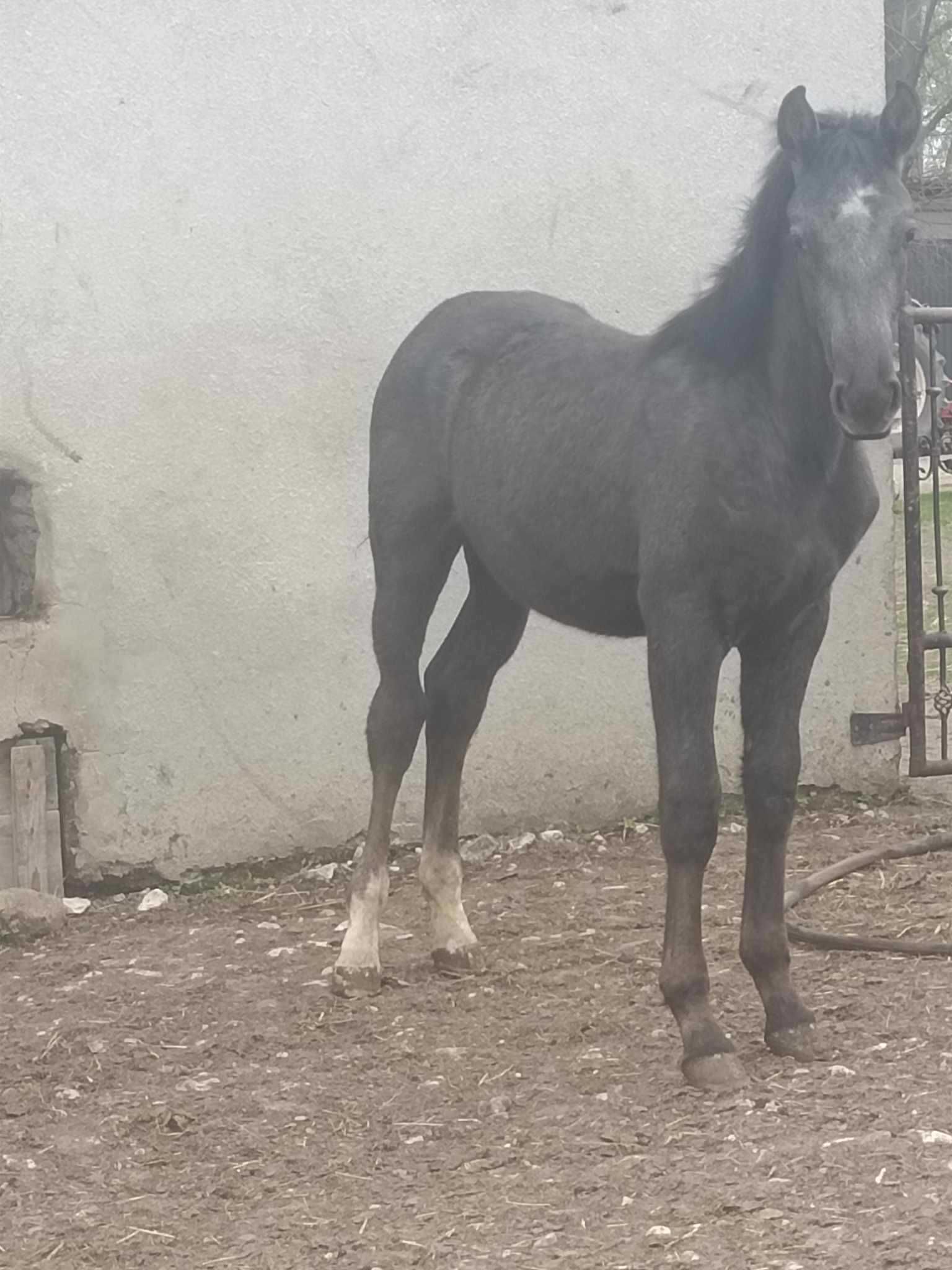 Sprzedam ogierki śląskie Siwego/Karego